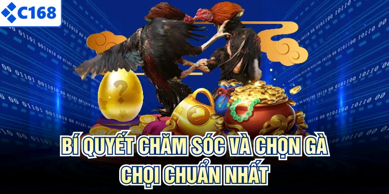 Bí quyết chăm sóc và chọn gà chọi chuẩn nhất