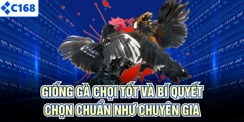 Giống Gà Chọi Tốt Và Bí Quyết Chọn Chuẩn Như Chuyên Gia