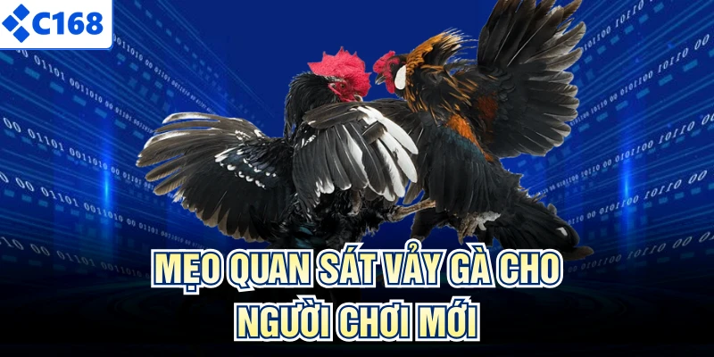 Mẹo quan sát vảy gà cho người chơi mới