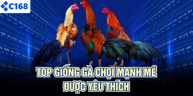 Top giống gà chọi mạnh mẽ được yêu thích
